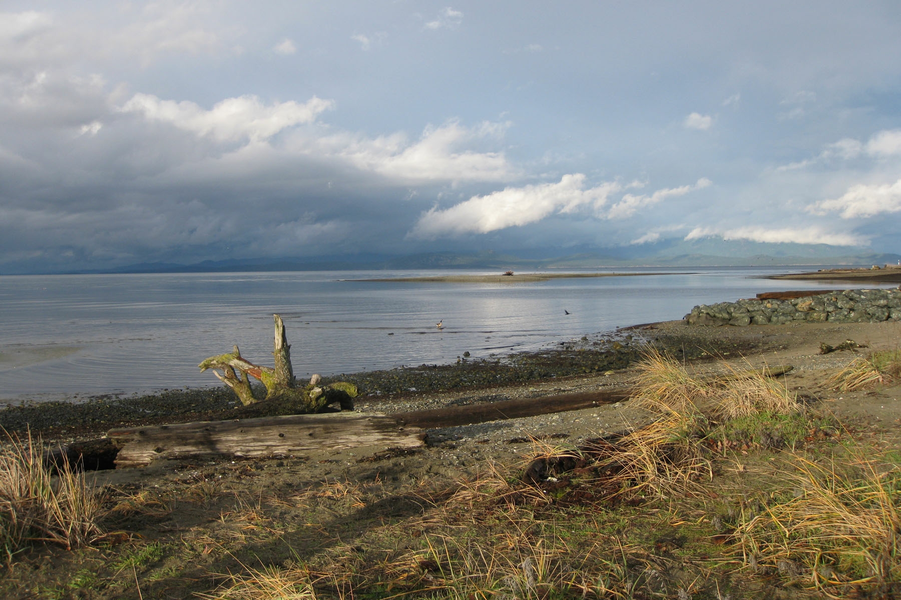Driftwood on the shore at Parksville beach with mountains across the strait