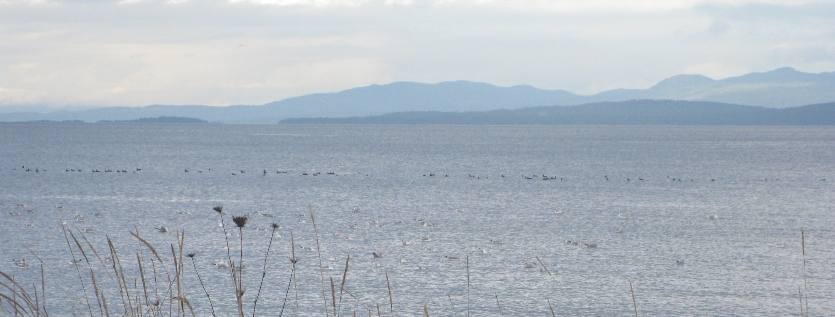 Parksville beach with grass